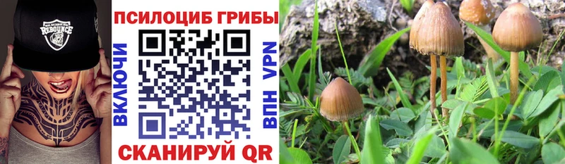 Купить  Лебедянь  Псилоцибиновые грибы Psilocybine cubensis 